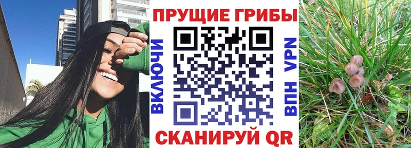 Галлюциногенные грибы Psilocybe Венёв